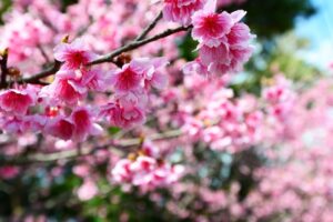 沖縄の桜