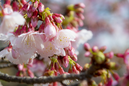 本部町の桜