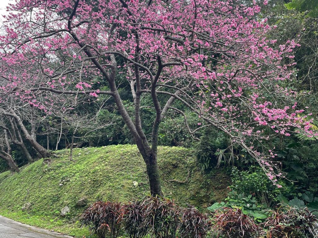 2023年本部桜まつり